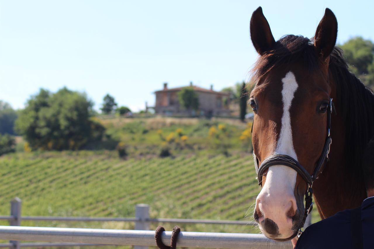 Agriturismo Fattoria Di Monticello San Venanzo Kültér fotó
